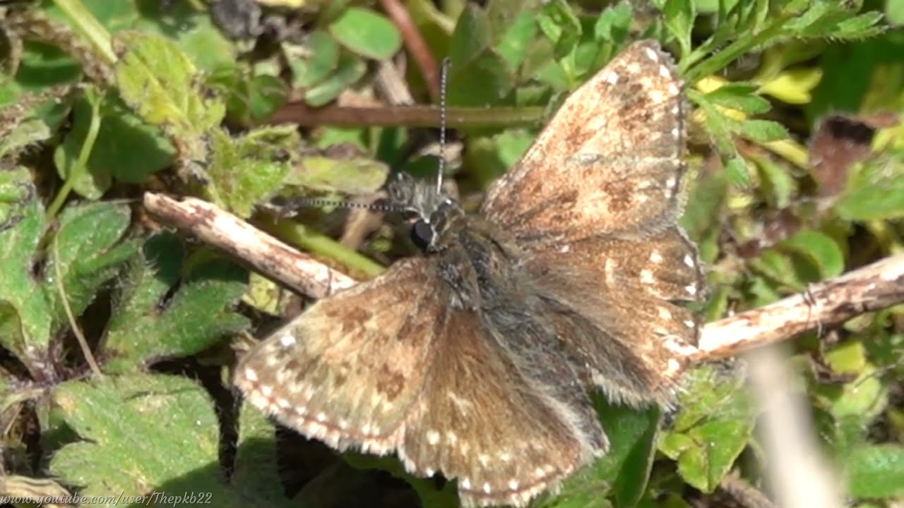 Dingy Skipper (Erynnis tages) - Brighton, May 2021