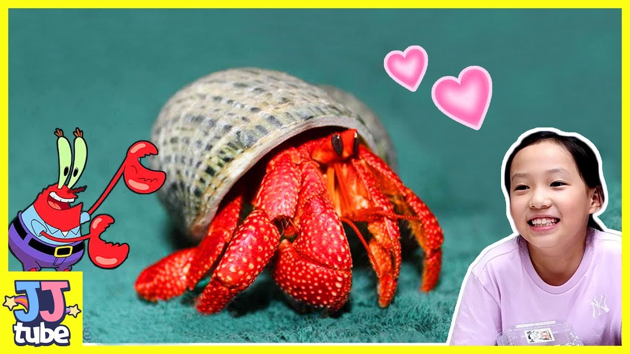 새로운 딸기 소라게 친구를 소개해요~ 소라게 사육장 꾸미기Hermit Crab Care & Tank Setup [제이제이 튜브-JJ tube]