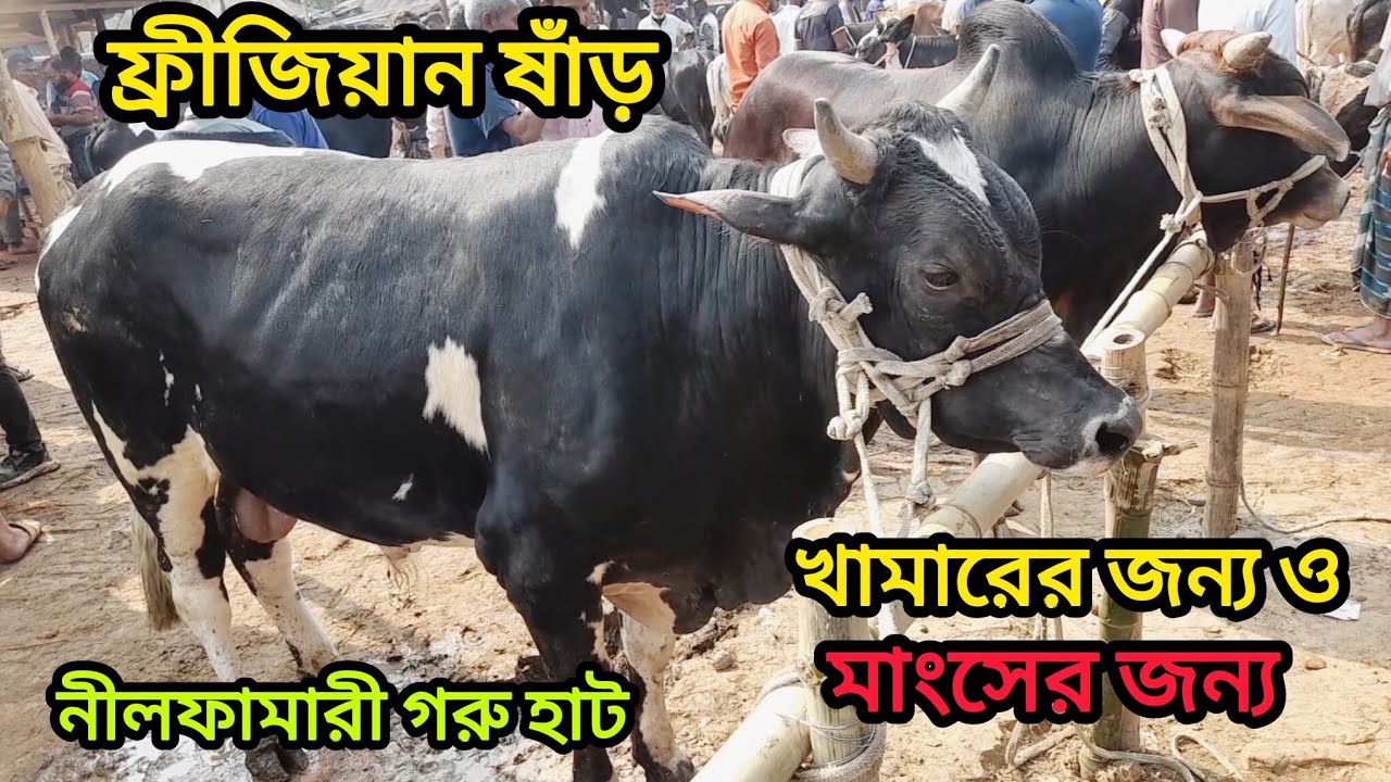 নীলফামারী গরু হাট ফ্রীজিয়ান ক্রোচ ষাঁড়। আজকের বাজার। Cow Bajar Nilphamari । 