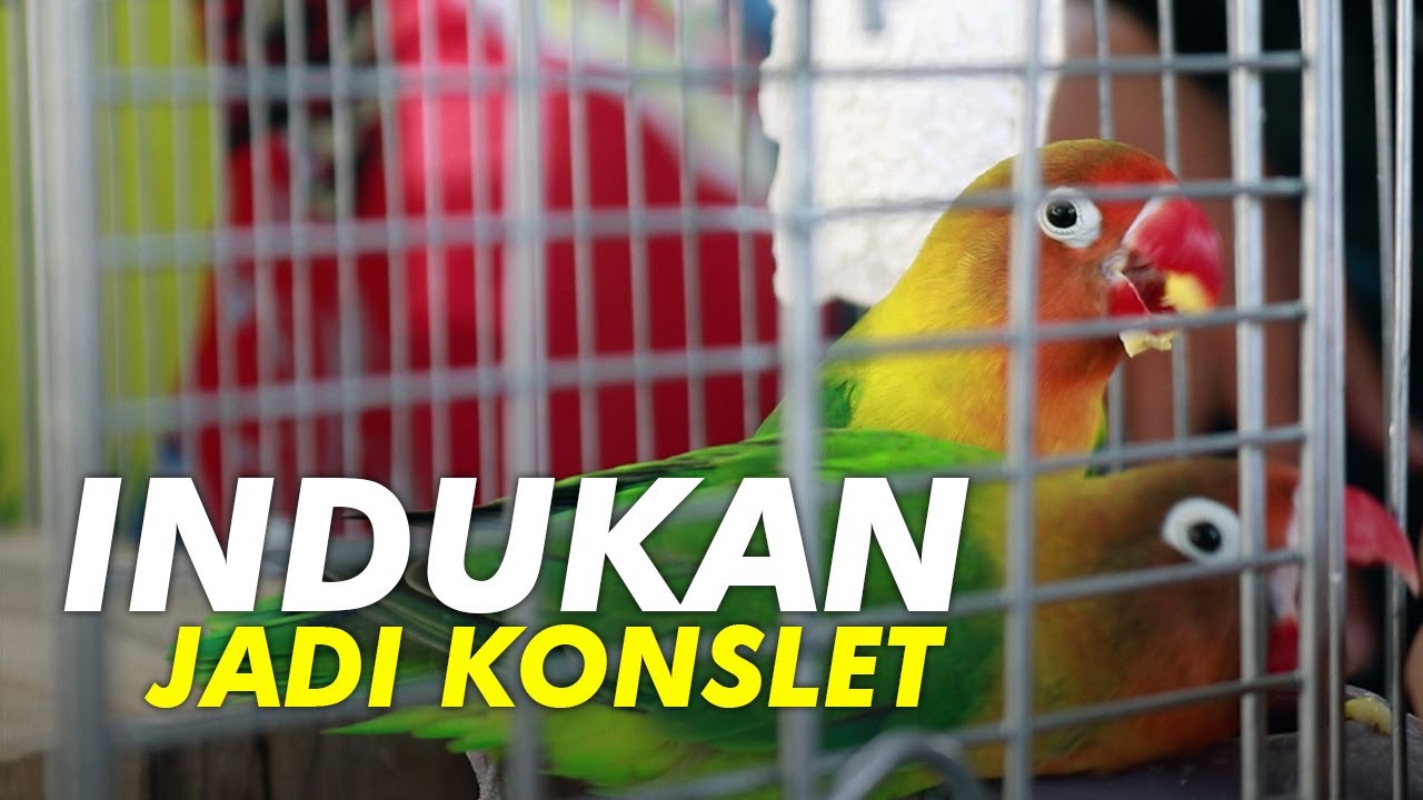 Lovebird Komeng Jadi Konslet Karena di Jadikan Indukan