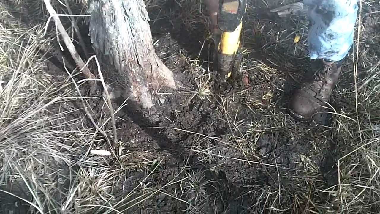 Collecting Bald Cypress for Bonsai Part 1- Schley's Bonsai