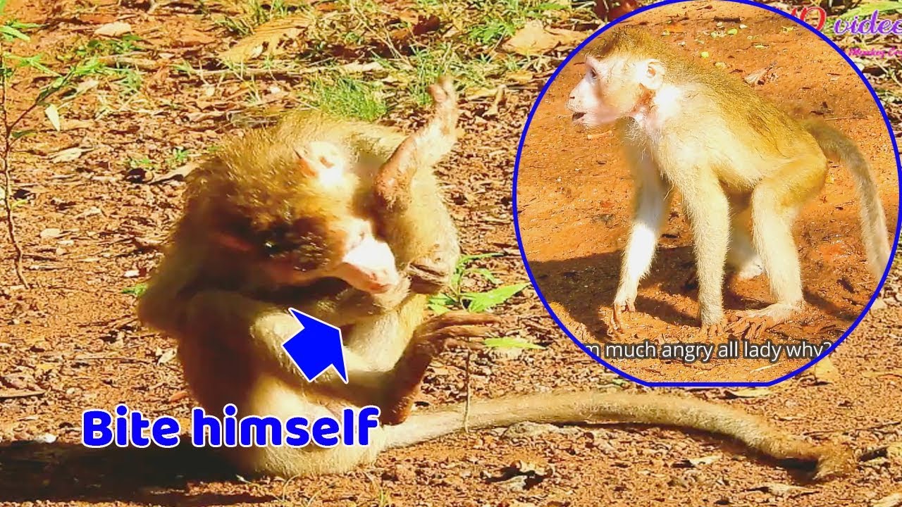 OMG ! What real reason on poor monkey Solam | Why poor Solam act so strange bite himself like this