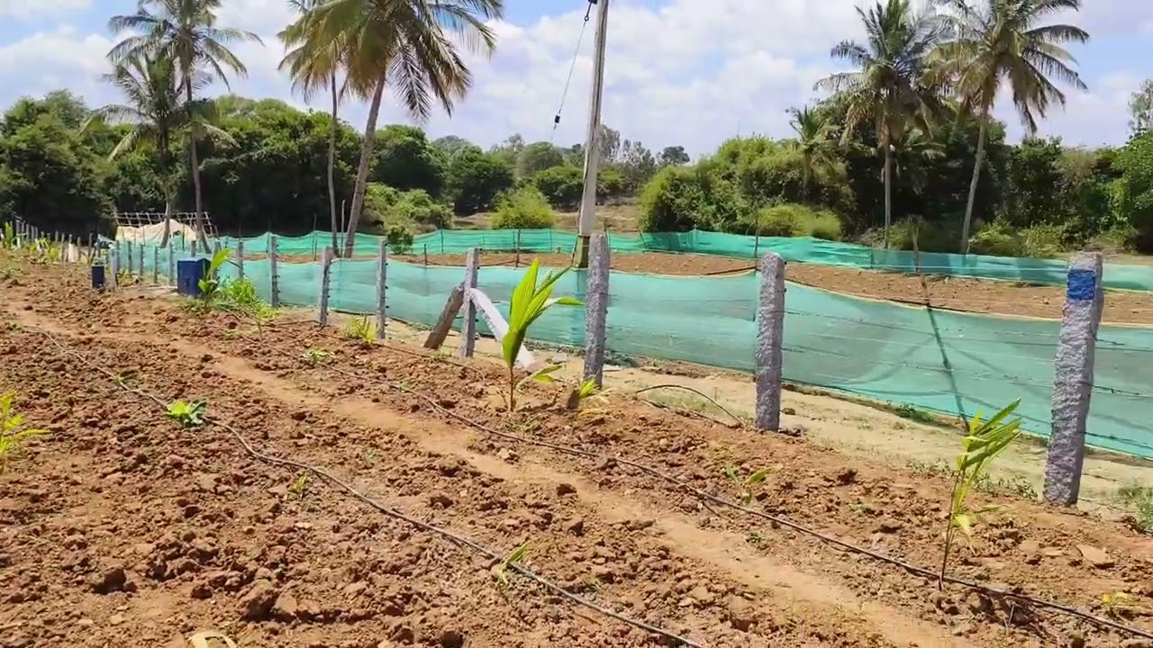 #arecanut  #agriculture #farming #village #arecanutfarming