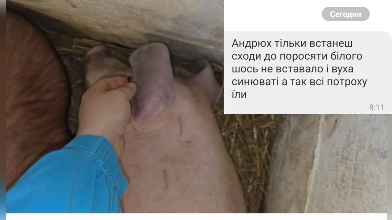 У поросёнка уши посинели и не встаёт 😱, бегу проверять🙏