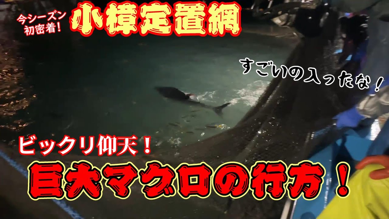 【小樟定置網】シーズン初密着で巨大マグロ入ってた事よりその後の結末に驚いた！【越前漁港の漁師達】