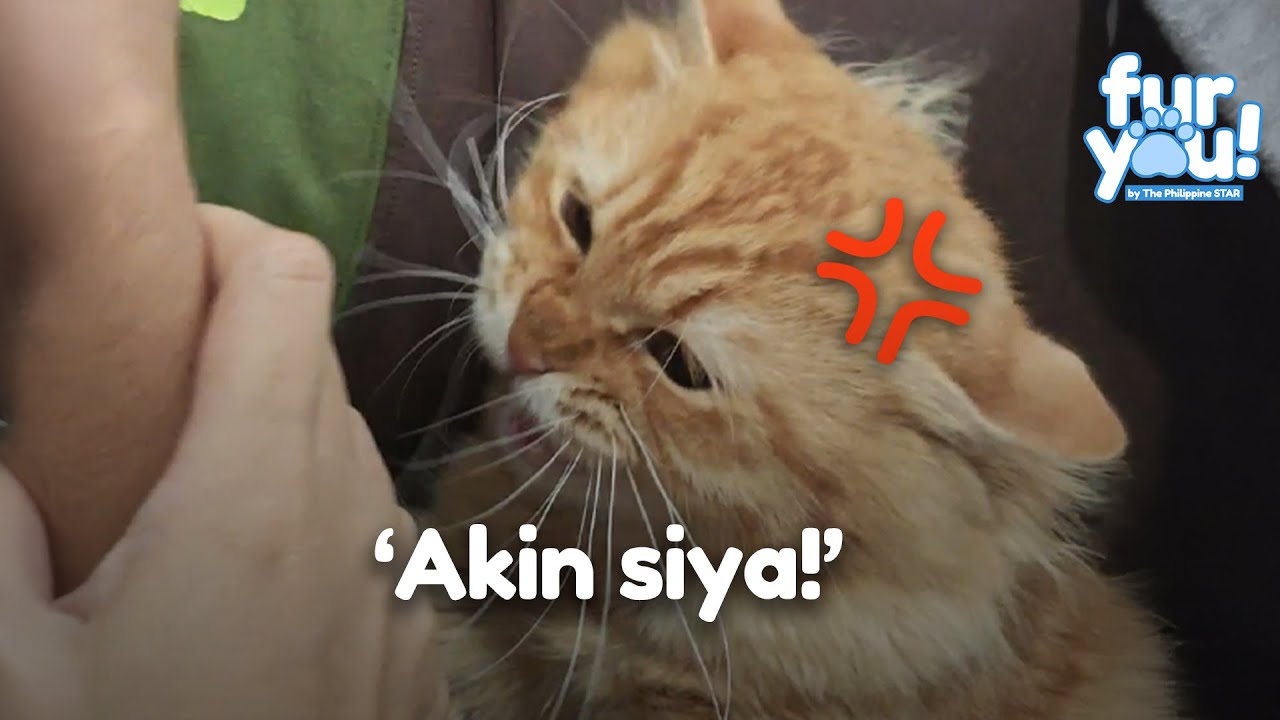 Selosong pusa, kapit na kapit kay fur dad!