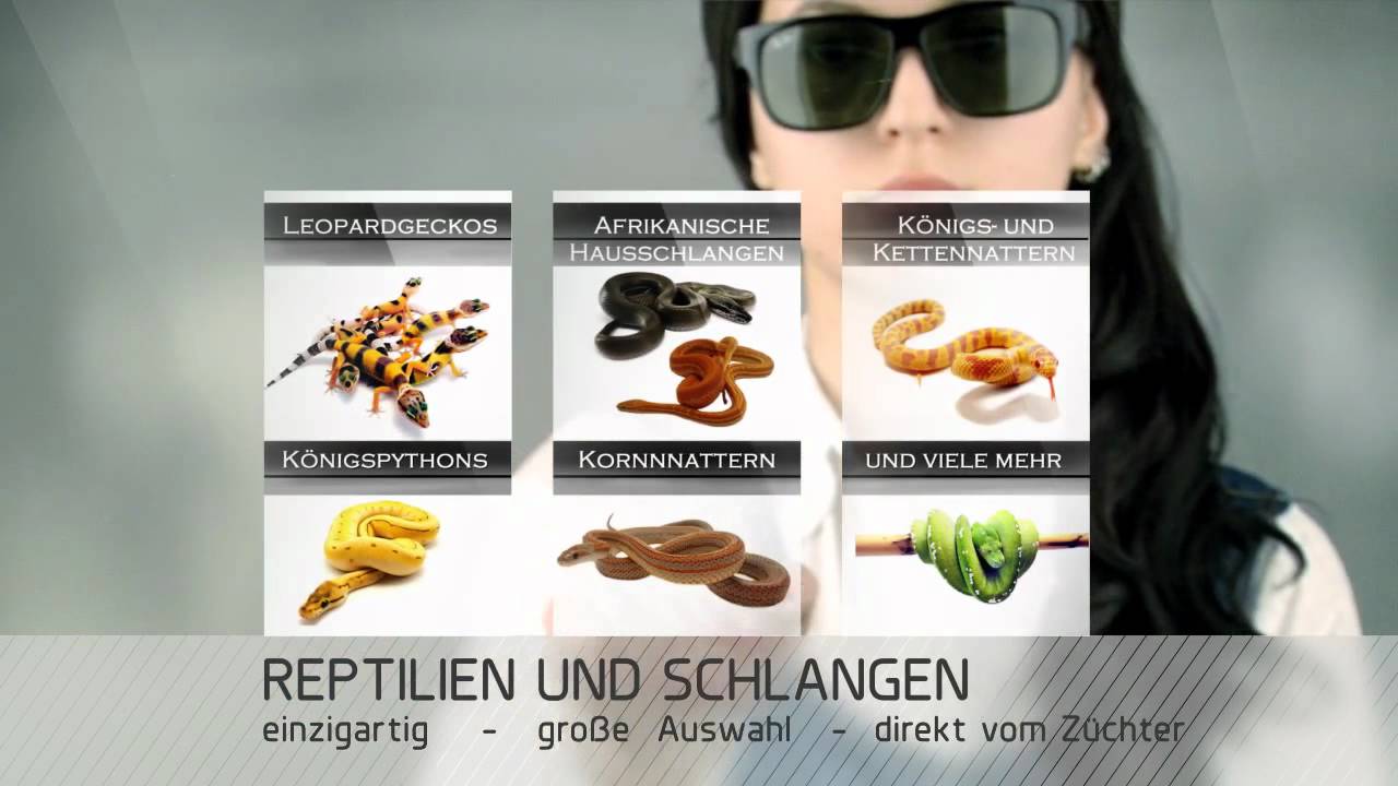 MD-Terraristik - Amazing Reptiles - Reptilien und Terrarienzubeh&ouml;r