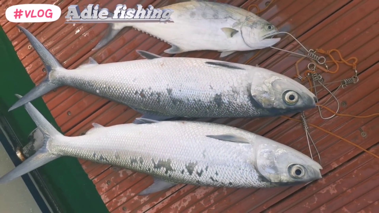 paano manghuli ng bangus sa dagat by shore jigging | fishing in corniche Doha Qatar