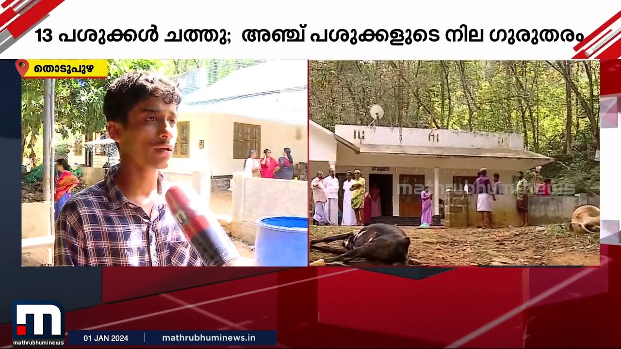 'പശുവിന്റെ വയറ് വീർത്തു വന്നു.. കാല് തെന്നാൻ തുടങ്ങി എന്നിട്ട് വീണു..' | cow | farmers