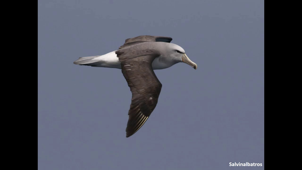 Der Helgoländer Albatros - Was macht er hier? Wo ist er jetzt? - Wintervortragsreihe 2021