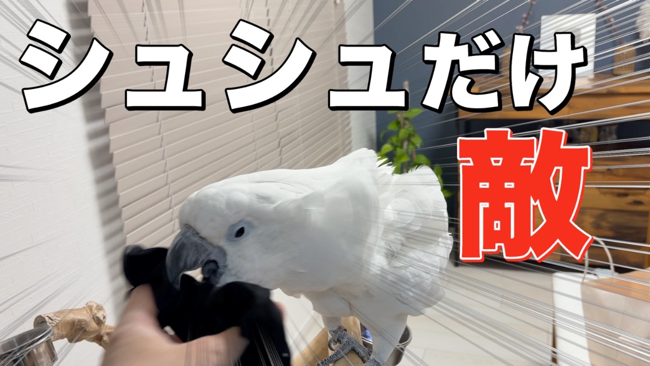 ゆきまる氏、嫌がるのに付けると固まる