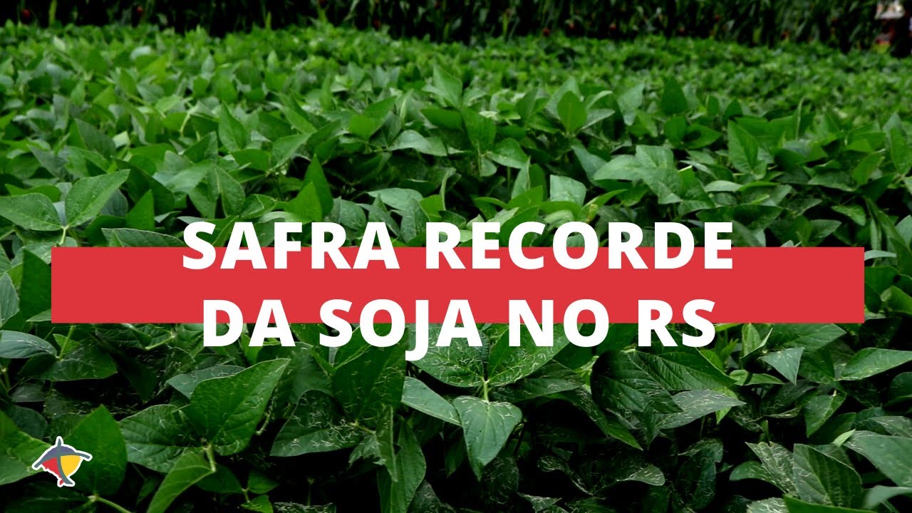Produ&ccedil;&atilde;o de soja no RS supera 20 milh&otilde;es de toneladas pela primeira vez | Programa Terra Sul