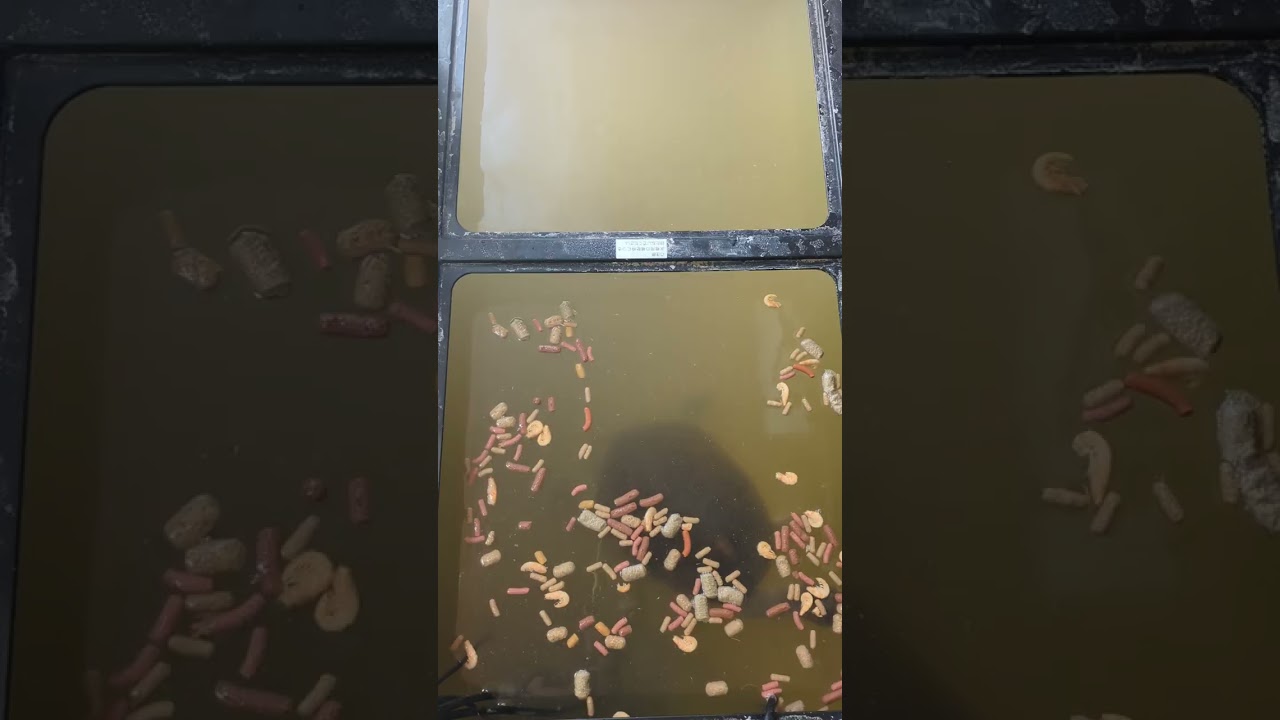 今朝のカラグールガメ水槽のエサやりです😊