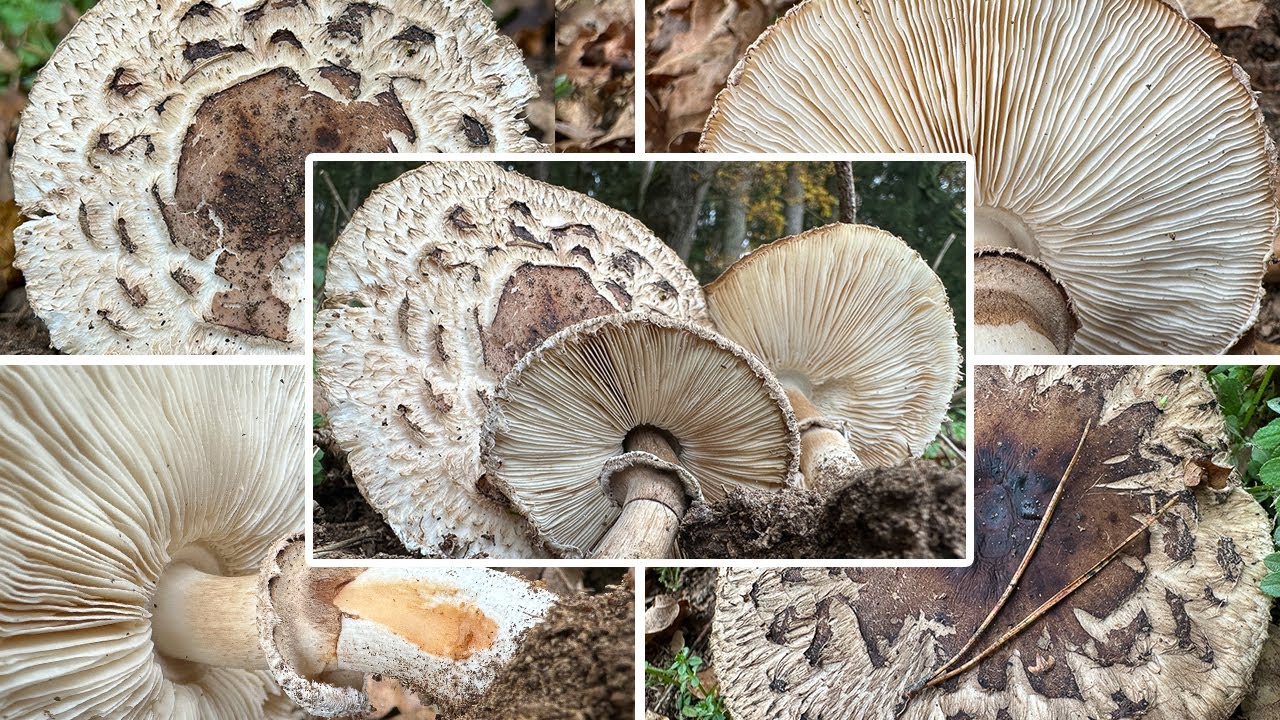 Safranschirmling giftig? | Gerandetknolliger / Giftsafranschirmling | Chlorophyllum brunneum