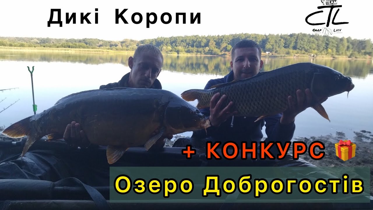 Дикі Коропи Озера Доброгостів +КОНКУРС