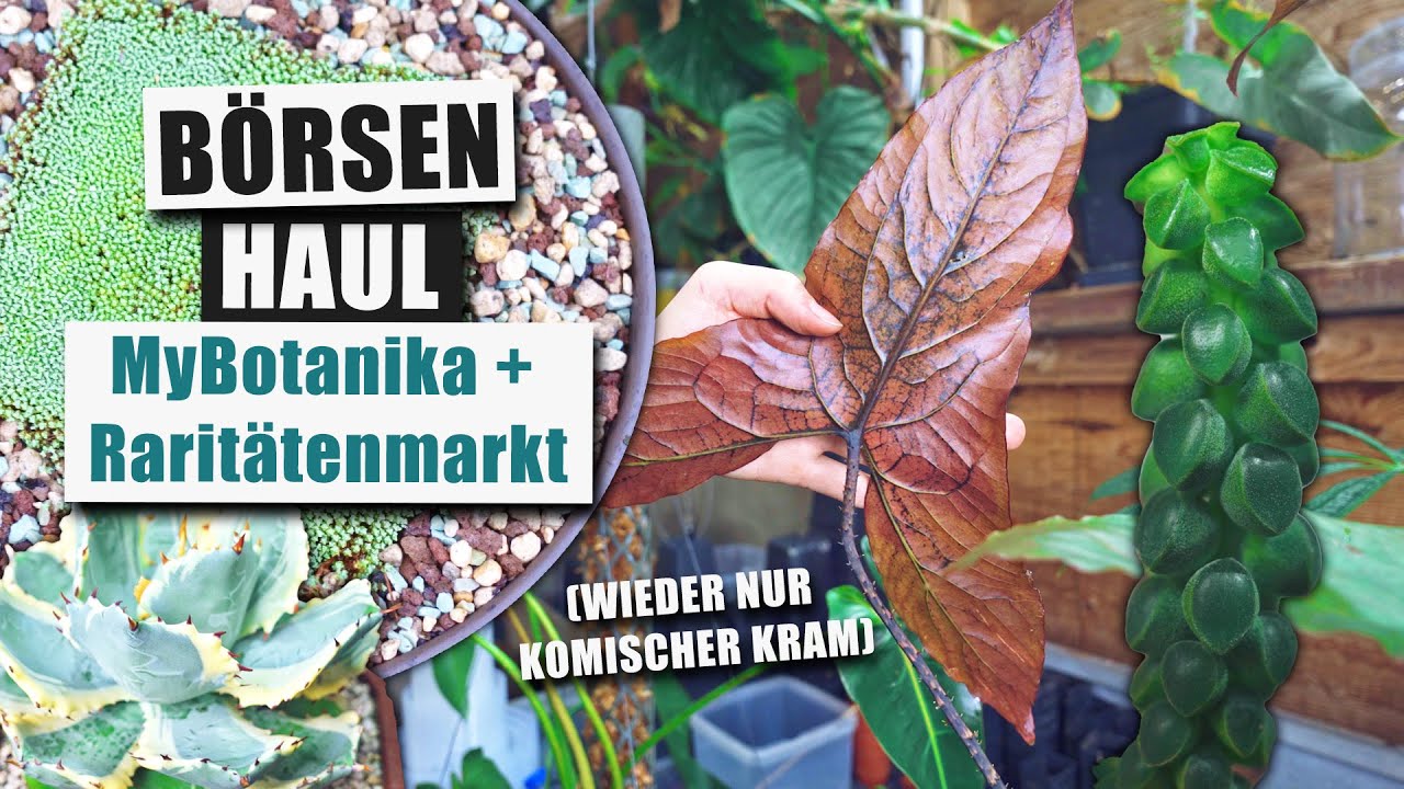 Unser Herbst-Börsen Haul! Was für komischen Kram haben wir gekauft? 🌿 🪴