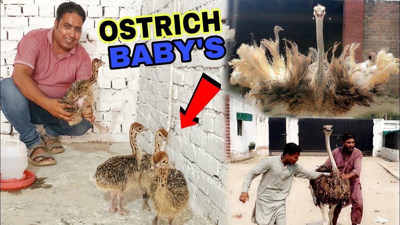 Ostrich Baby Farm House Par A Gay|Big Ostrich Chaly Gay|Ostrich farm sheikhupura|