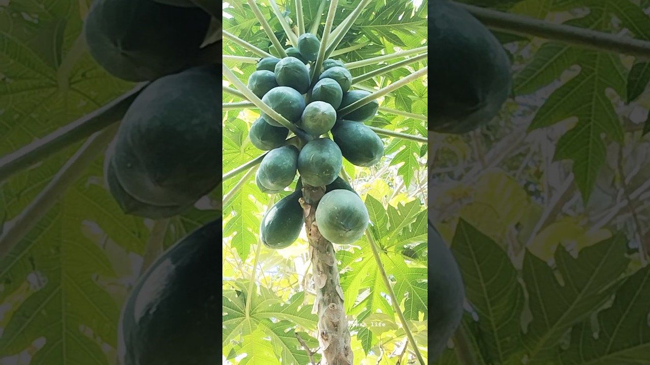 Fresh Papaya 
