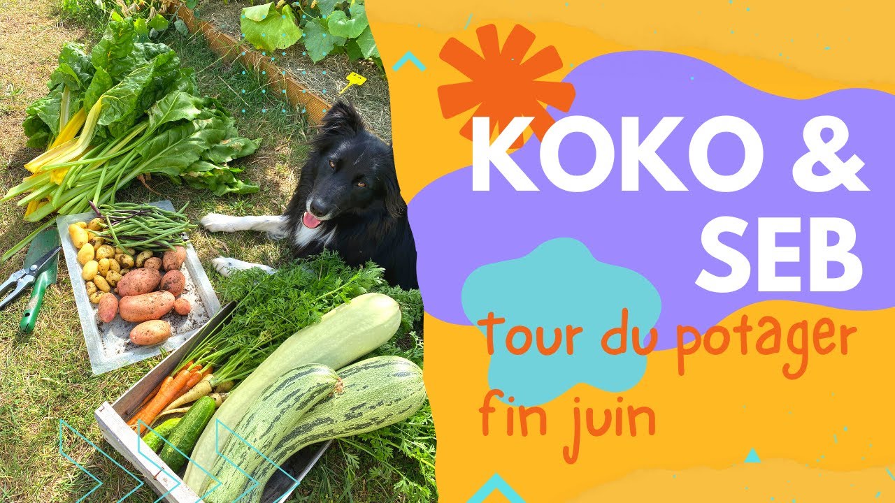 Tour du potager fin Juin... Ca pousse, ça pousse!!!
