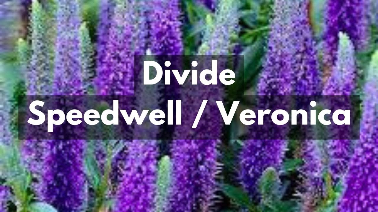 How To Divide Speedwell / Veronica