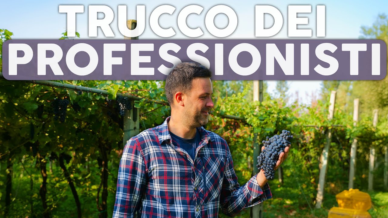 Quando l'UVA è PRONTA per la VENDEMMIA: consulenza agronomo