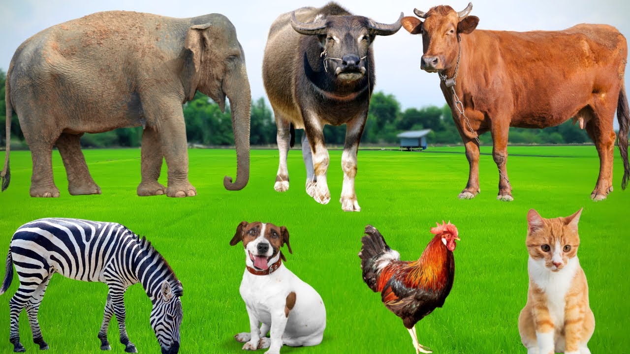 Characteristics of Farm Animals: Horse, Dog, Chicken, Sheep, Cow, Cat, Duck, Pig – Animal Sounds