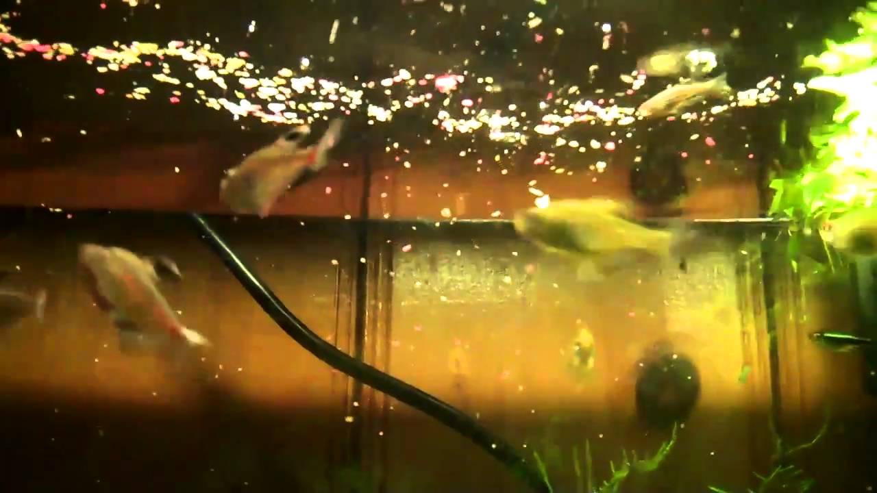 Bleeding Heart Tetra and Lemon Tetra feeding frenzy