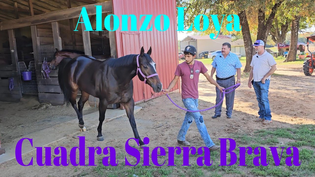 ALONZO LOYA - CUADRA SIERRA BRAVA