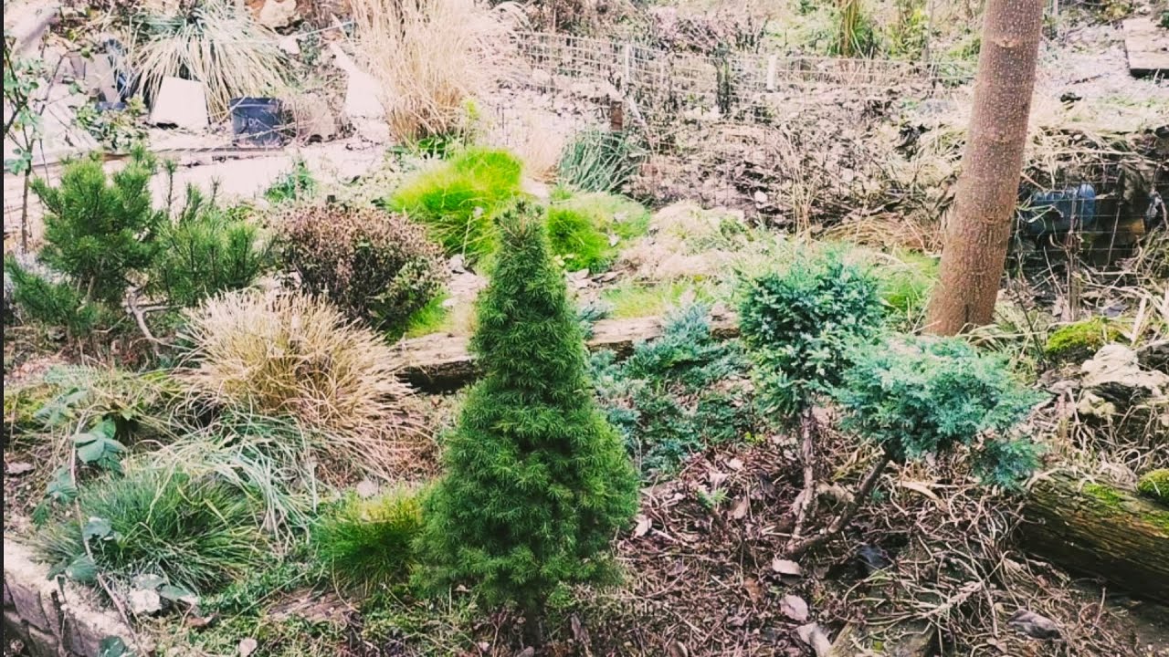 Мій сад 8 місяців без догляду... Втрати в саду...