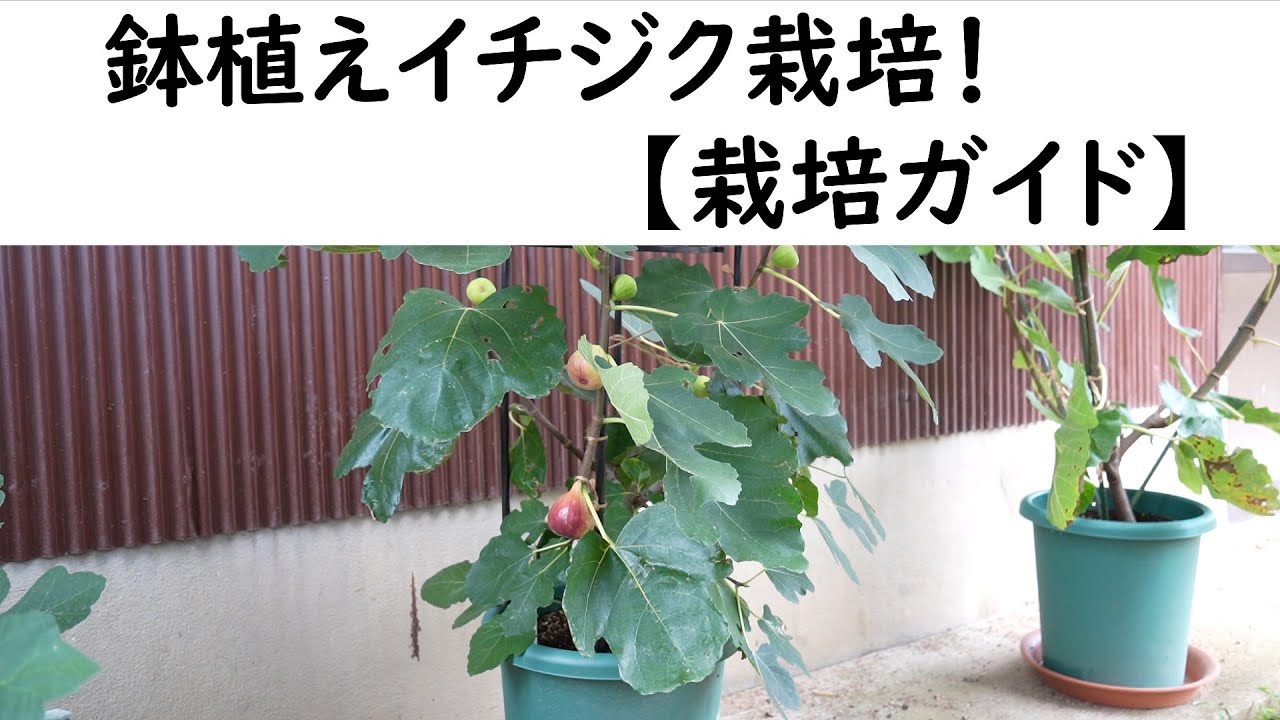 鉢植えイチジク栽培【栽培ガイド】
