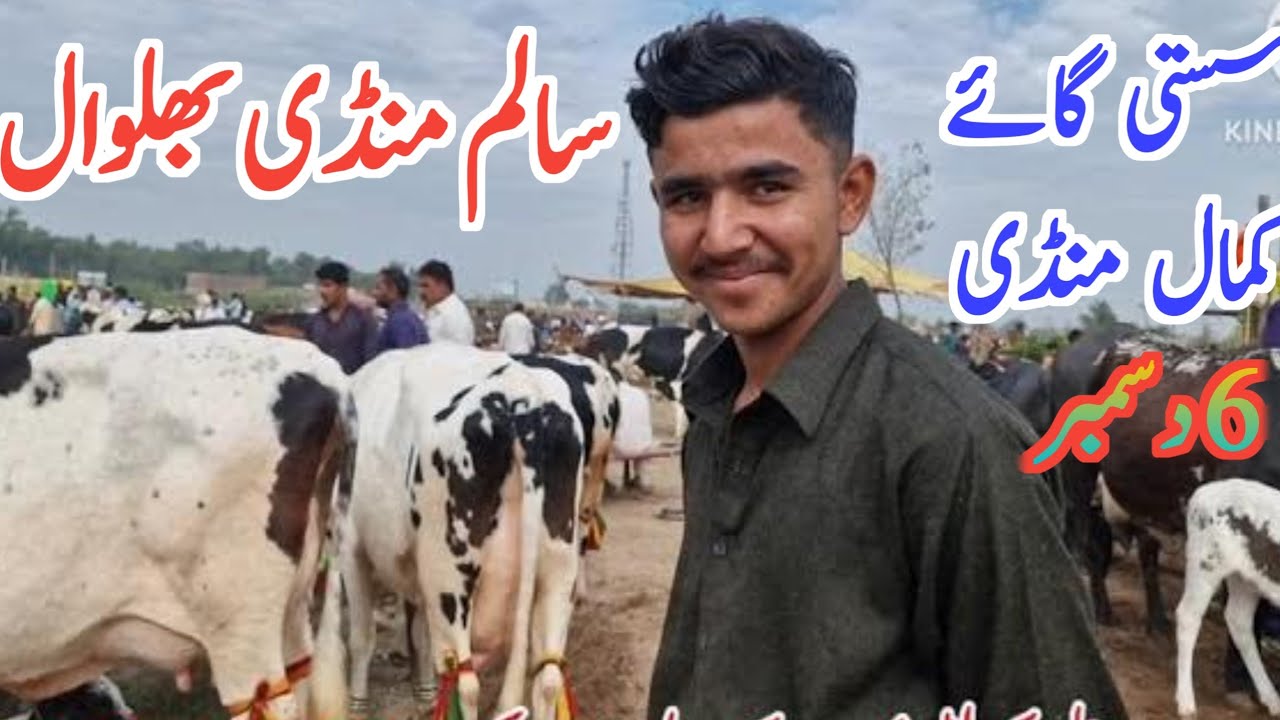 Best Cow Mandi In Punjab Salem Mandi Bhalwal || Global Village Farming