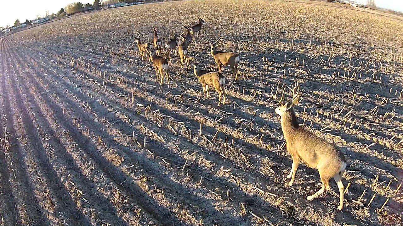Drone scopes out mule deer