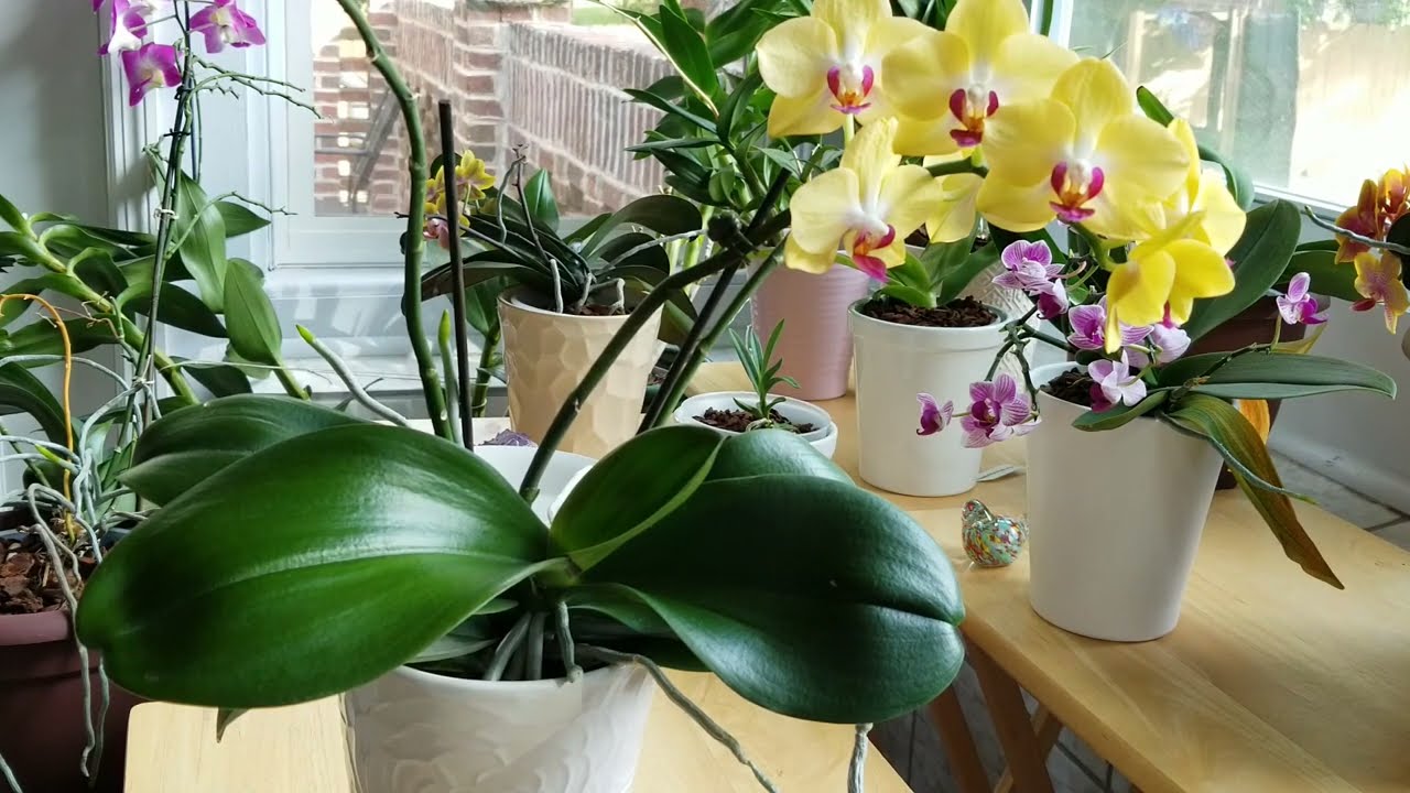 How Do I Keep My Orchid Leaves Shiny & Healthy?  Watch Me Clean an Orchid's Leaves