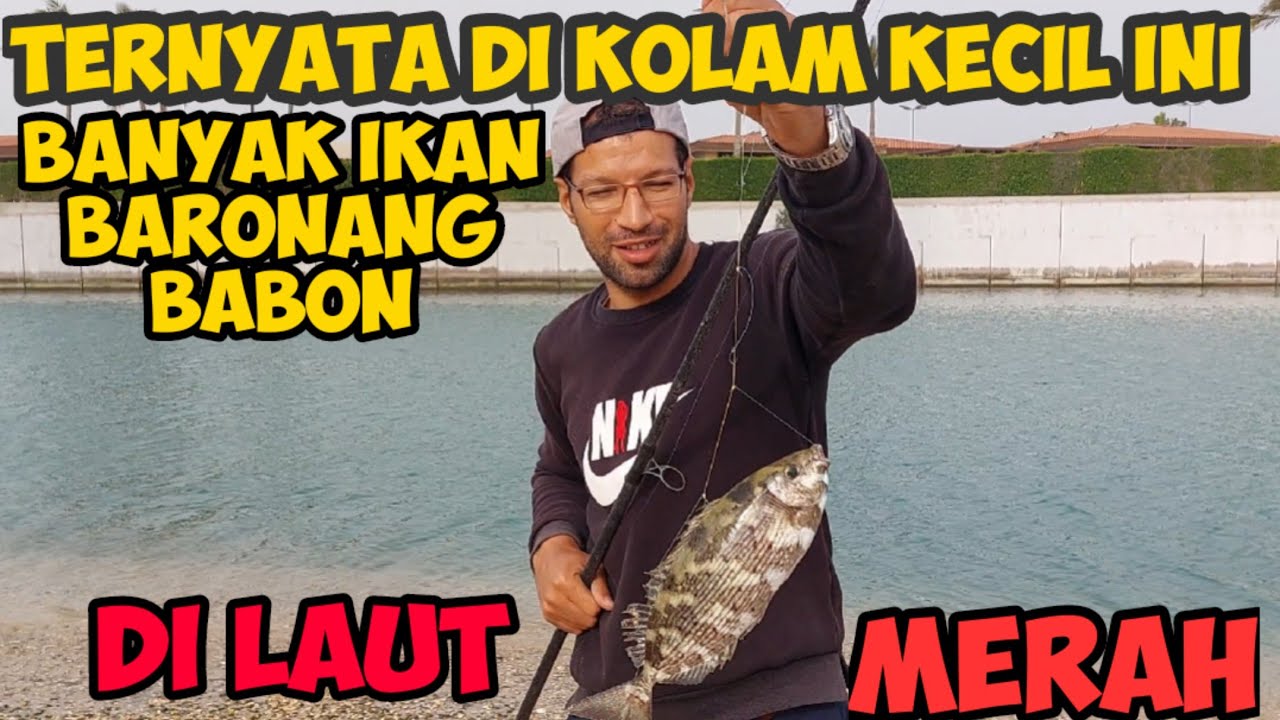 MANCING IKAN BARONANG DI LAUT MERAH//ARAB SAUDI