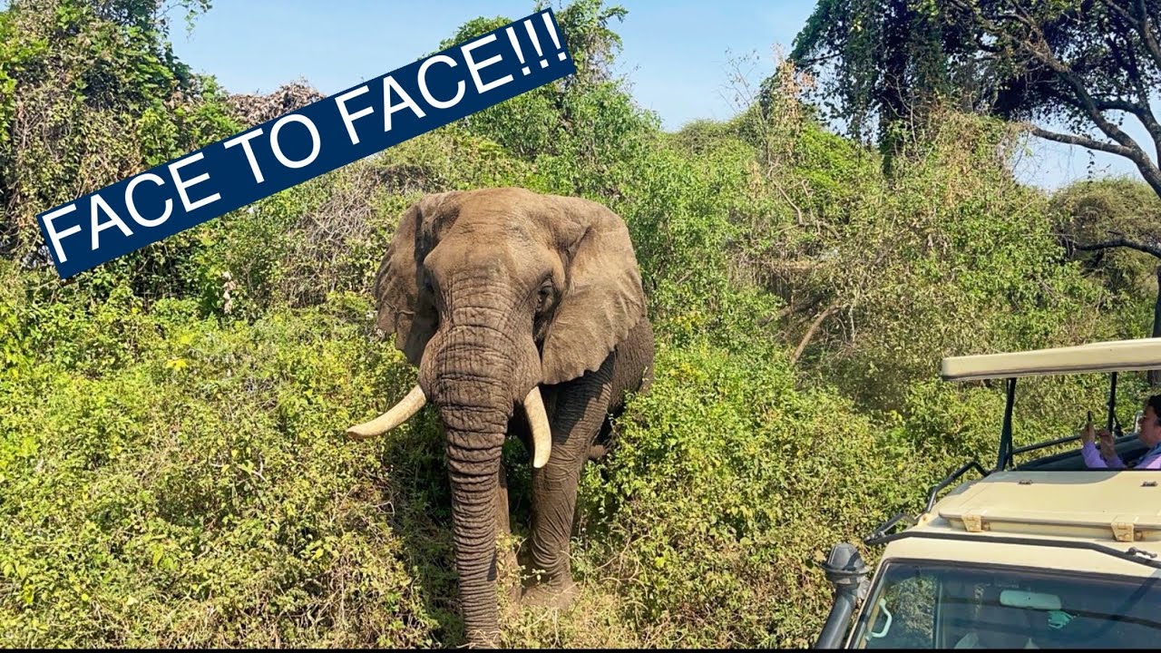 Africa Unleashed | A Raw Safari Through Tanzania’s Wildest Parks