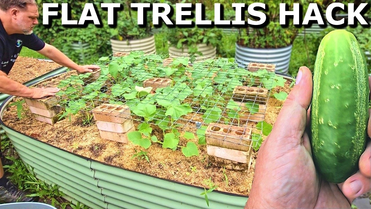This GENIOUS Trellis Trick Grows MORE Cucumbers with LESS Effort