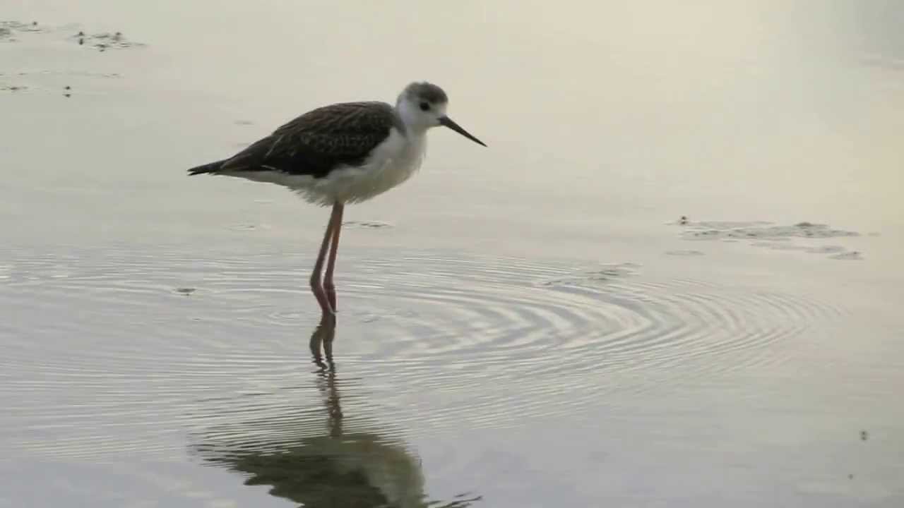 Cig&uuml;e&ntilde;uelas en la salinas de Calpe (Alicante)