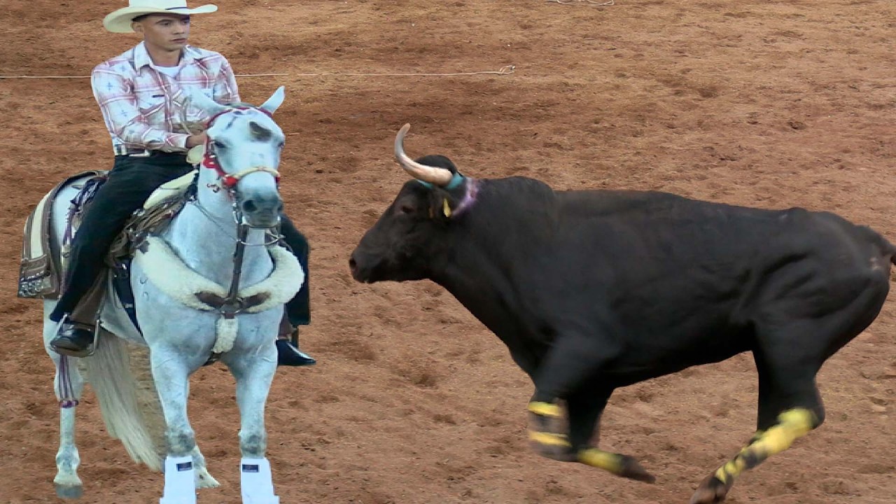 !! TOROS BRAVOS BUSCA CABALLOS &iexcl;&iexcl; JARIPEO EN LA MONUMENTAL DE MORELIA MICHOACAN 2 DE NOVIEMBRE  2025