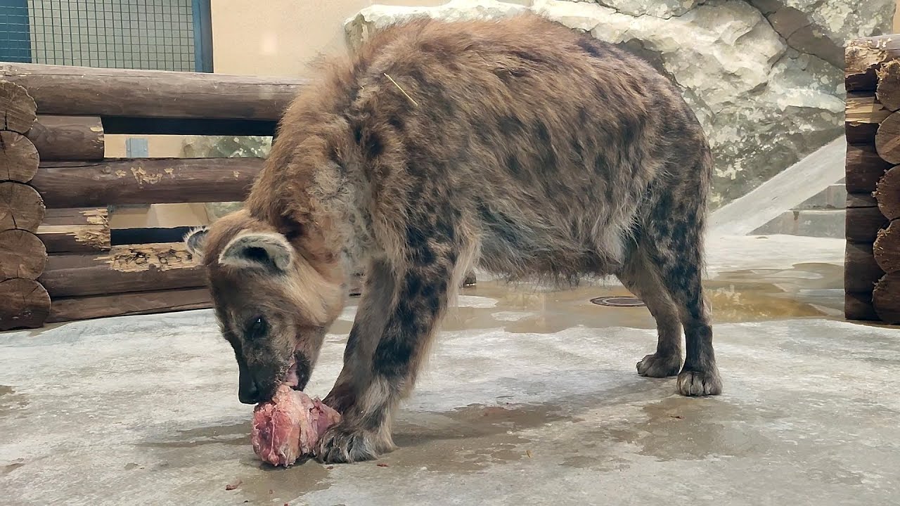 Hyena eats meat at the zoo