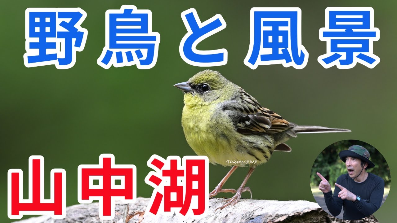 山中湖 2024 夏鳥 第３弾！！コルリ・ノジコ・オオルリ・キビタキ・コムクドリ・イカル・コサメビタキ・トビ・アオサギ・シジュウカラ・コブハクチョウ親子！ Nikon Z9 4ｋ