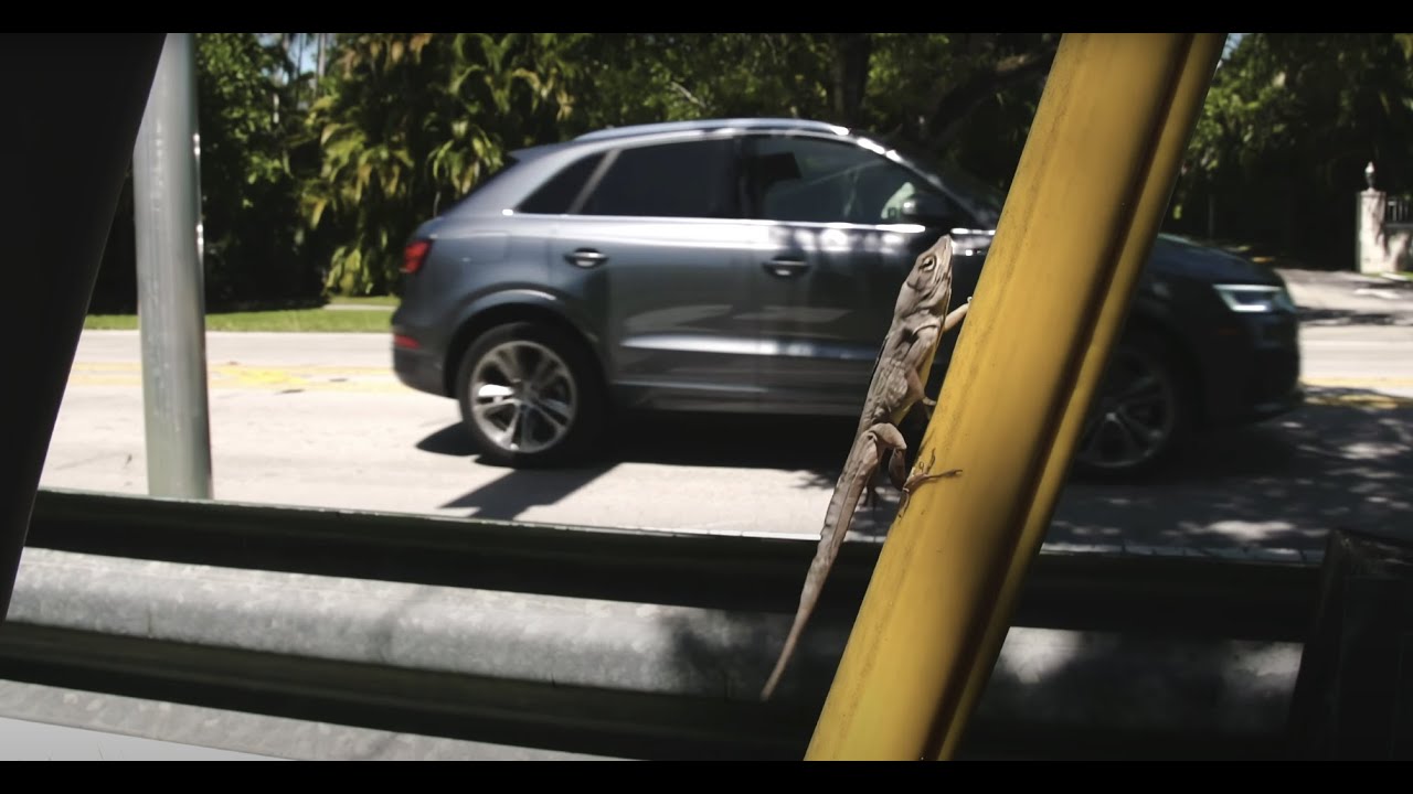 How Lizards Are Changing in Cities | HHMI BioInteractive Video