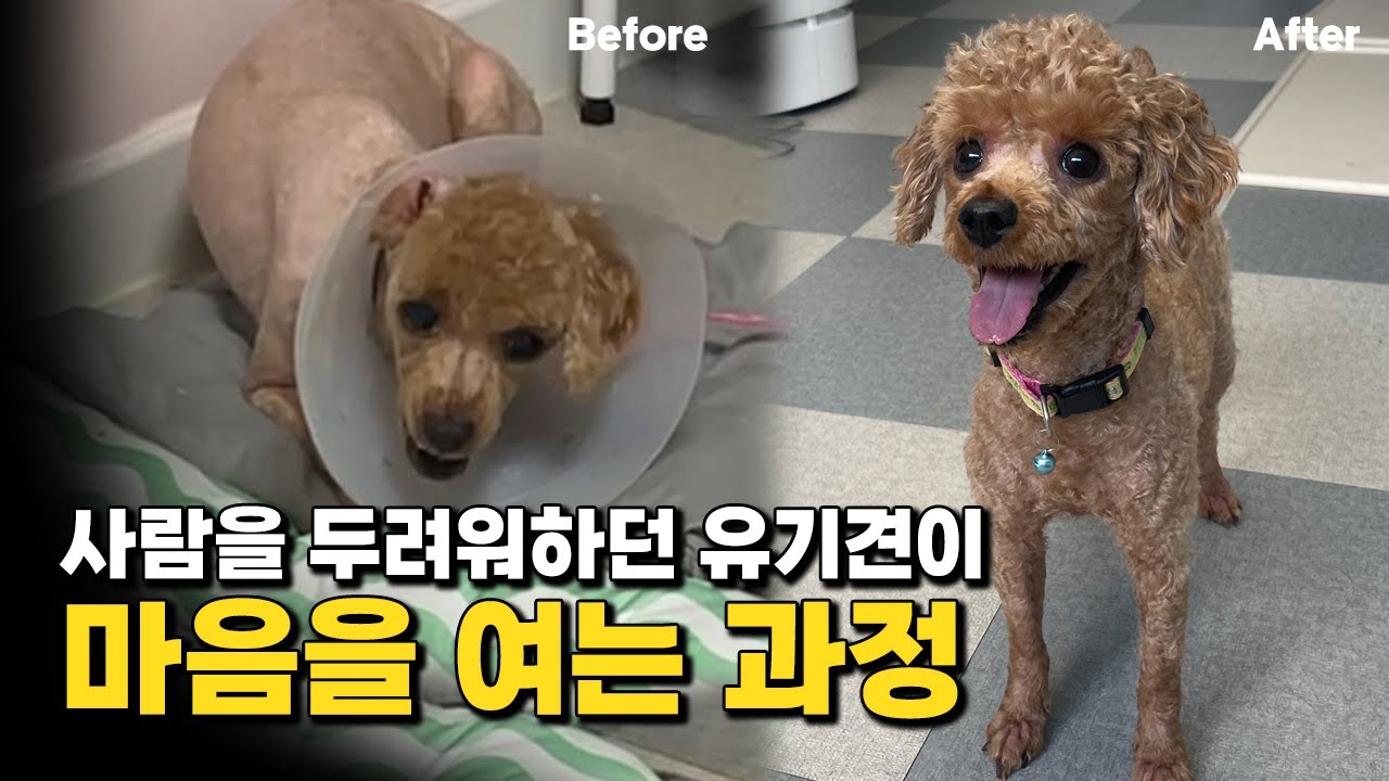 사람을 경계하던 유기견이 마음을 여는 과정