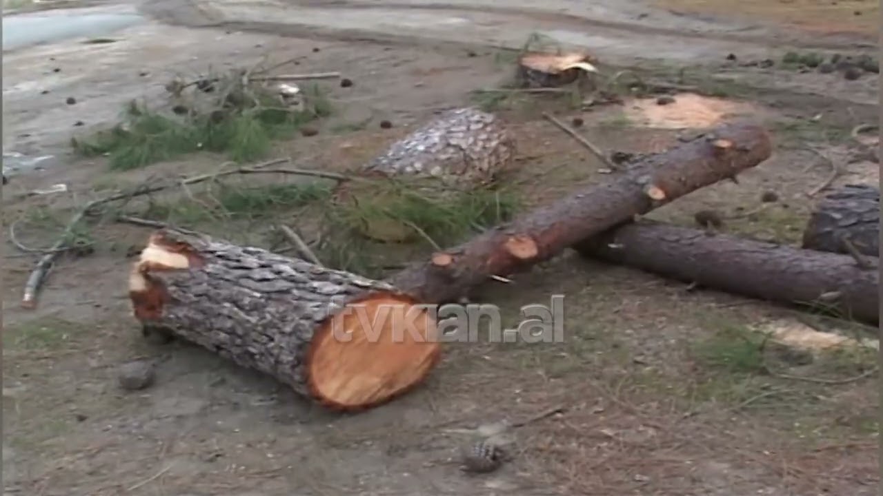 Masakër mjedisore në Kune-Vain: Prerja e pishave dëmton rëndë zonën e mbrojtur-(6 Mars 2012)