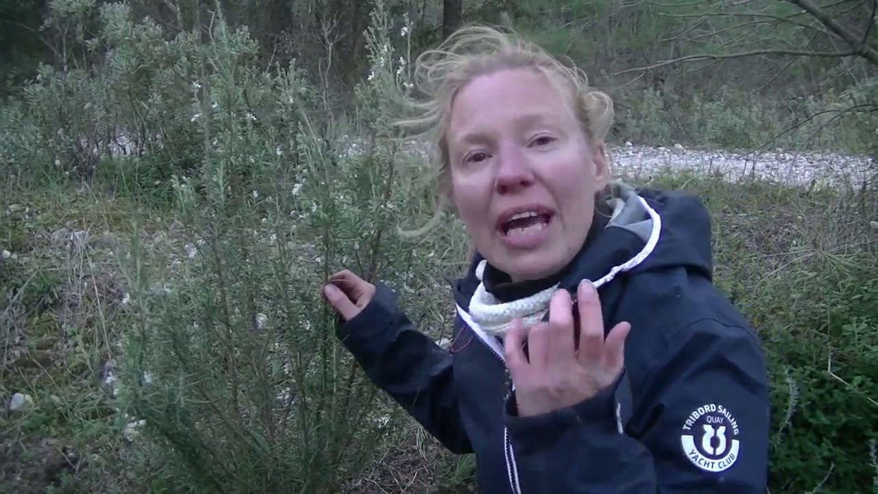 Rozemarijn (Rosmarinus officinalis) herkennen