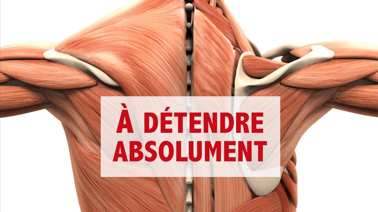 Omoplate: 7 muscles méconnus à détendre ABSOLUMENT