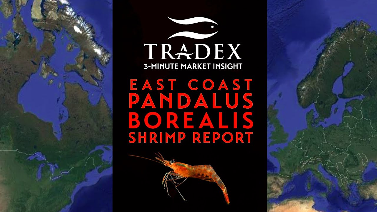 3MMI - The East Coast Pandalus Borealis Shrimp Report