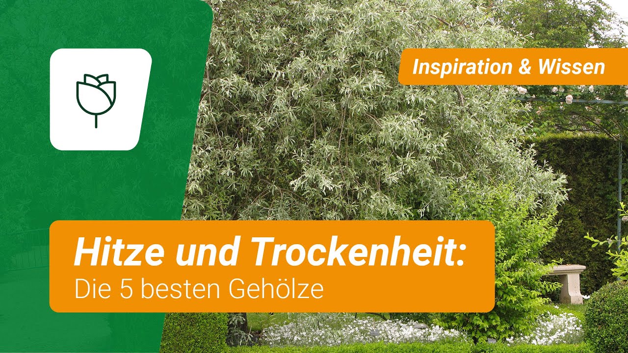 Die 5 besten Gehölze für Hitze und Trockenheit