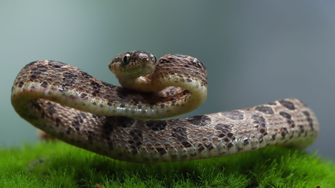 La Serpiente M&aacute;s LETAL de Centroam&eacute;rica Que Mata en Minutos | Bothrops Asper Documental