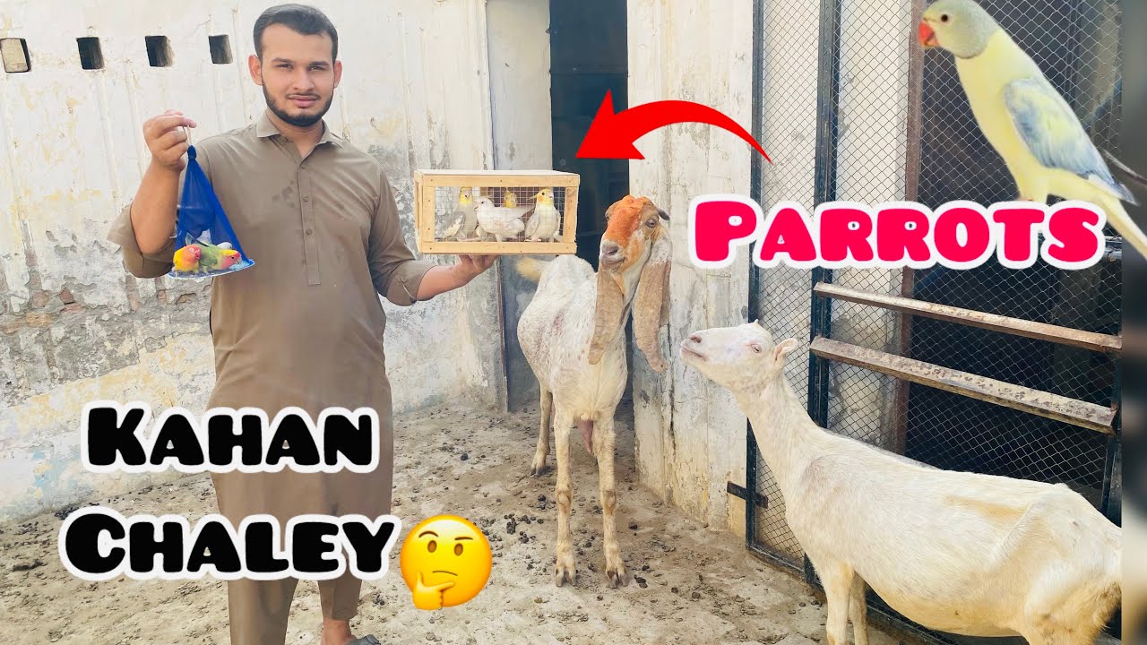 Ya Sab Parrots Kahan Ja Rahey Han😯