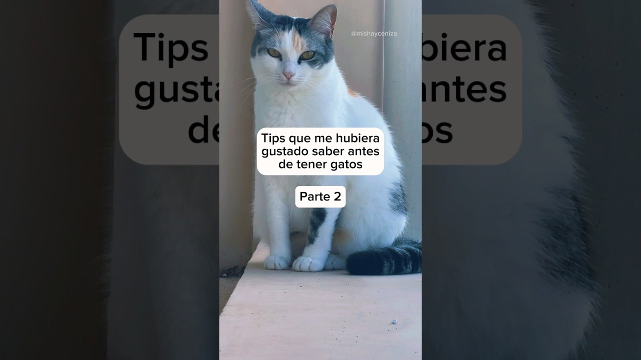 &iquest;Ya sab&iacute;as c&oacute;mo ense&ntilde;arles a ir a ba&ntilde;o? | #gatos
